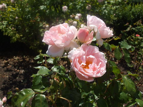 The WeareHouse In Deloraine - Phillip Island Accommodation 39