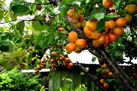 Eureka Farm - Phillip Island Accommodation 8