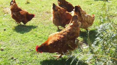 Eureka Farm - Phillip Island Accommodation 27