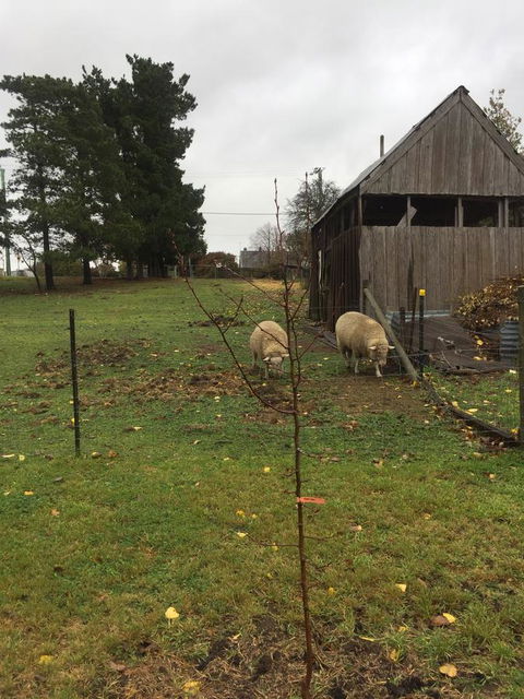 White Croft Cottage - Phillip Island Accommodation 7