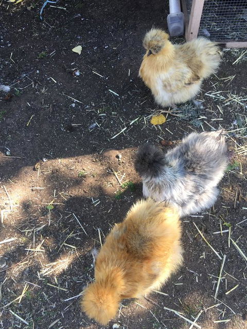 White Croft Cottage - Phillip Island Accommodation 11