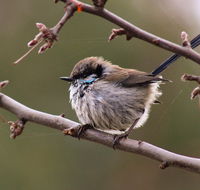 Free Spirit Pods - Phillip Island Accommodation