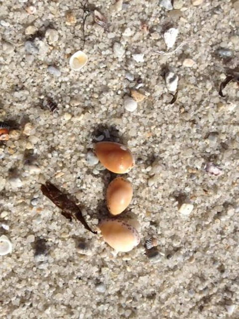 Blu-Sea 365 - Phillip Island Accommodation 27