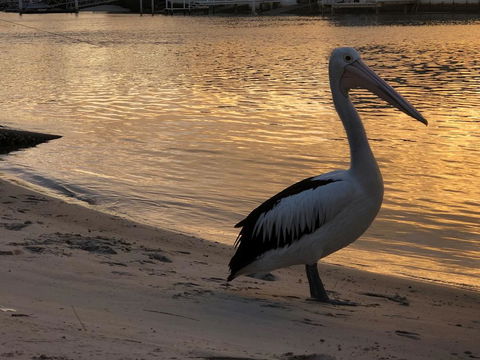 Pelican Cove Apartments - Phillip Island Accommodation 1