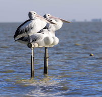 Pelican Perch Retreat - Phillip Island Accommodation
