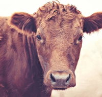 Redwing Farm Stay - Phillip Island Accommodation