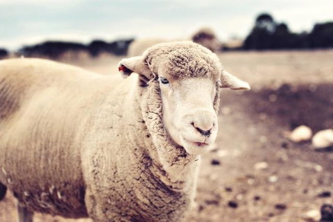 Redwing Farm Stay - Phillip Island Accommodation 3