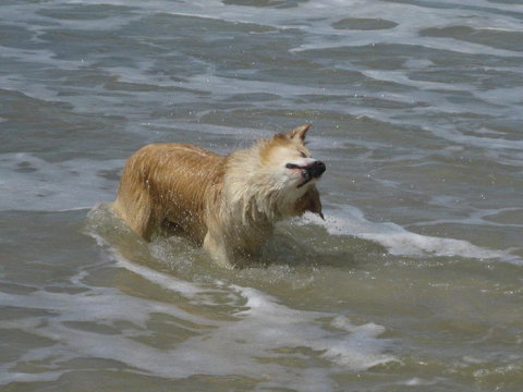 SALTY PAUSE @ BONDI HOUSE - Phillip Island Accommodation 2