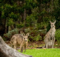 Secura Lifestyle Countryside Kalaru - Phillip Island Accommodation
