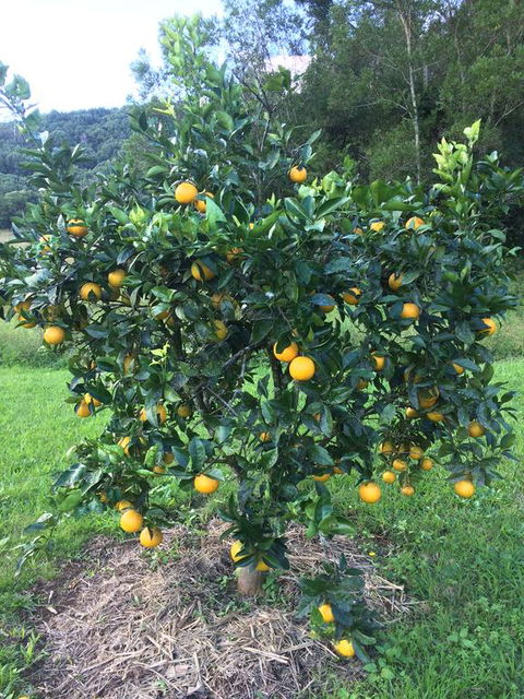 Terania Creek Farmstay - Phillip Island Accommodation 2