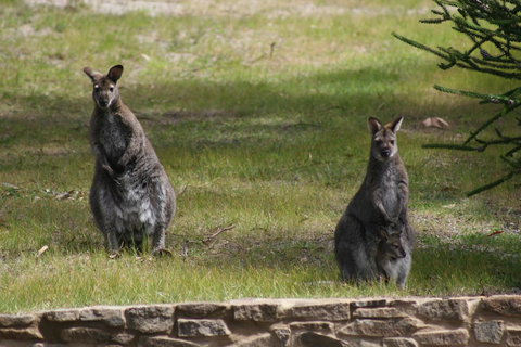 Bicheno By The Bay - Phillip Island Accommodation 44