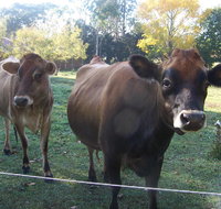 Drumreagh Bed  Breakfast Cabins - Phillip Island Accommodation