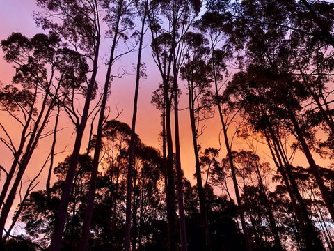 Lemonthyme Wilderness Retreat - Phillip Island Accommodation 8