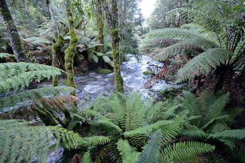 Lemonthyme Wilderness Retreat - Phillip Island Accommodation 21