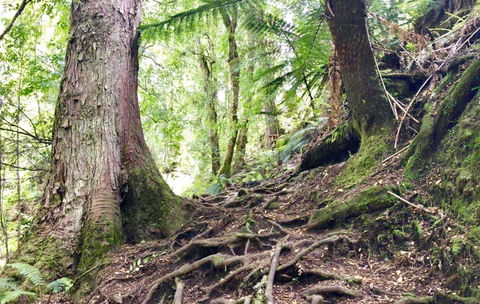 Lemonthyme Wilderness Retreat - Phillip Island Accommodation 23
