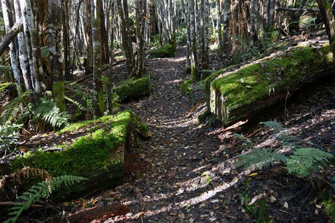 Lemonthyme Wilderness Retreat - Phillip Island Accommodation 22