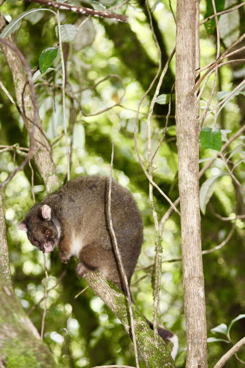 Lemonthyme Wilderness Retreat - Phillip Island Accommodation 26