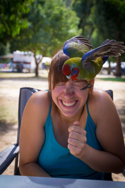 Halls Gap Lakeside Tourist Park - Phillip Island Accommodation 5