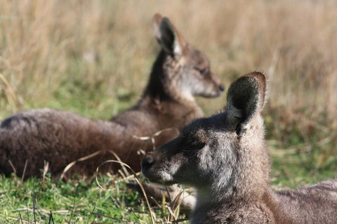 Halls Gap Lakeside Tourist Park - Phillip Island Accommodation 2