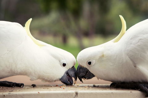 Halls Gap Lakeside Tourist Park - Phillip Island Accommodation 9