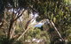 Aloha Ha Phillip Island - thumb 24