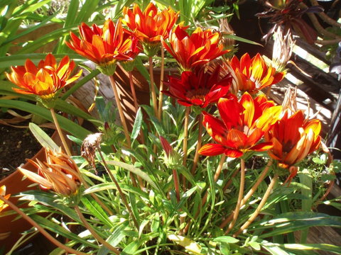 Aloha Ha Phillip Island - Phillip Island Accommodation 25