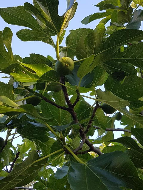 Healesville House - Fig Tree House - Phillip Island Accommodation 19