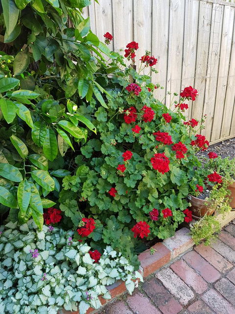 Healesville House - Fig Tree House - Phillip Island Accommodation 18