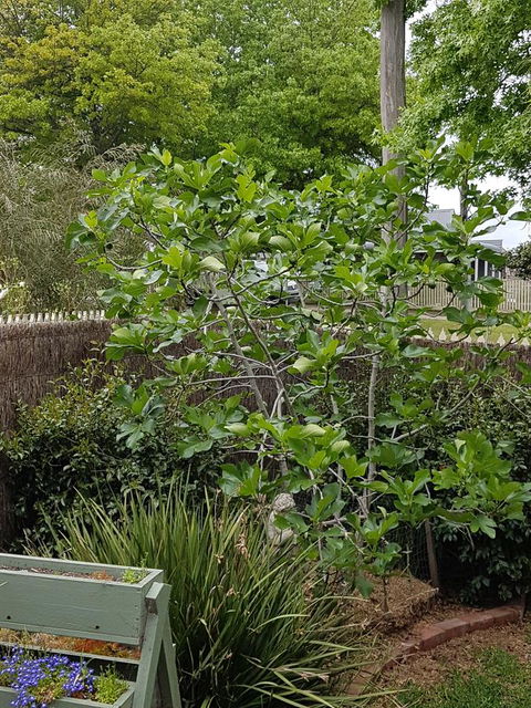 Healesville House - Fig Tree House - Phillip Island Accommodation 20