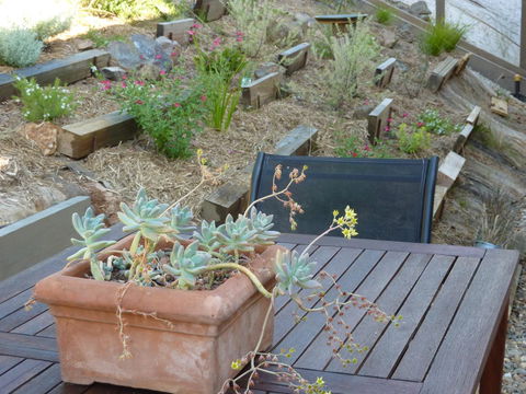 Saje\'s House & Pod - Phillip Island Accommodation 12