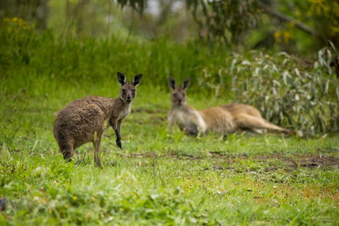 The Stirling Golf Club - Phillip Island Accommodation 2