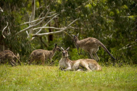 The Stirling Golf Club - Phillip Island Accommodation 1