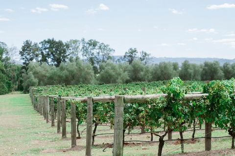 Tranquil Vale Vineyard - Phillip Island Accommodation 2