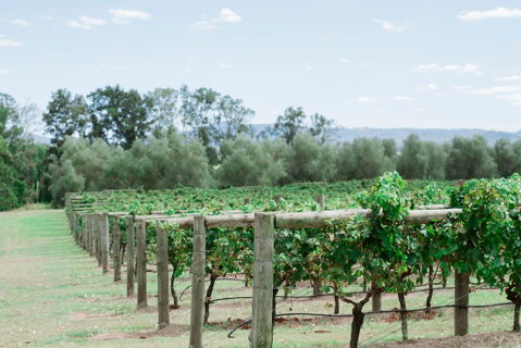 Tranquil Vale Vineyard - Phillip Island Accommodation 2