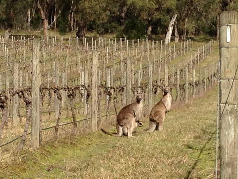 Valley Farm Vineyard Villas - Phillip Island Accommodation 2