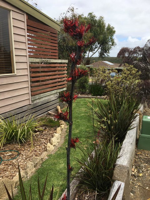 The PC Cottage - Phillip Island Accommodation 31