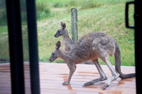 Gumnut Villa - Phillip Island Accommodation 10