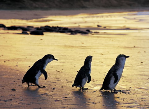 Cottages For Two - Phillip Island Accommodation 10