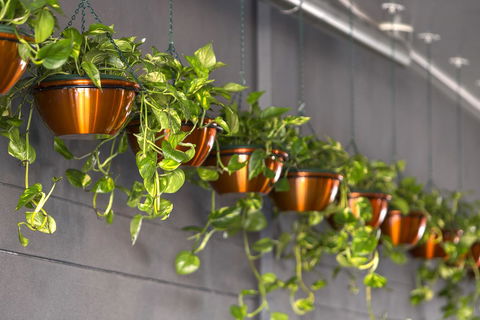 Hotel Grand Chancellor Brisbane - Phillip Island Accommodation 13