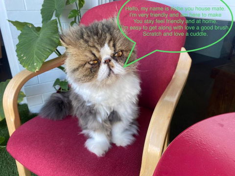 A Mini Slice Of Fremantle - Phillip Island Accommodation 1