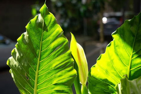 A Timeless Terrace House Of Elegance And Style - Phillip Island Accommodation 3