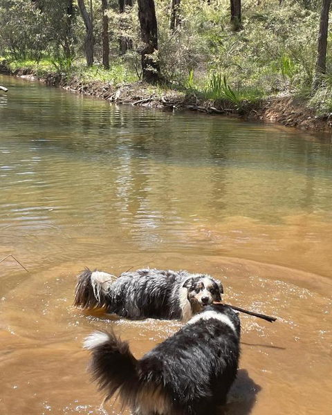 A Paradise For Dogs And A Magical Retreat For Hoomans - Phillip Island Accommodation 2