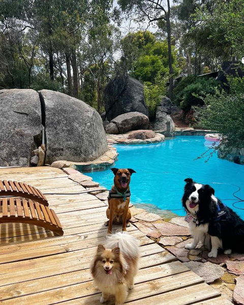 A Paradise For Dogs And A Magical Retreat For Hoomans - Phillip Island Accommodation 1