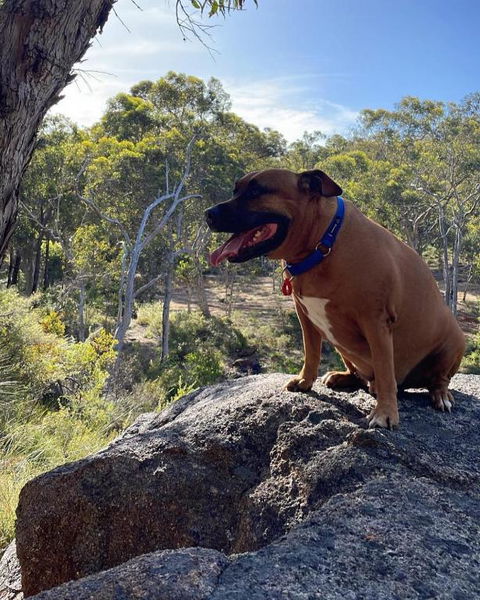 A Paradise For Dogs And A Magical Retreat For Hoomans - Phillip Island Accommodation 3