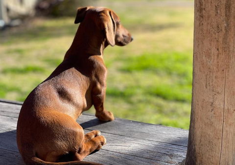 Art Shack @ Wilgabah - Phillip Island Accommodation 0