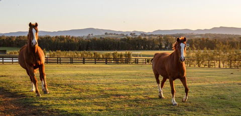 Argentille Boutique Accommodation - Phillip Island Accommodation 1