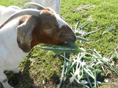 Hay Point Country BnB - Phillip Island Accommodation 15