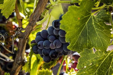 CASALE COTTAGE Barossa Valley - Phillip Island Accommodation 4