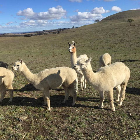 GOULBURN ALPACA FARM STAY - Phillip Island Accommodation 0