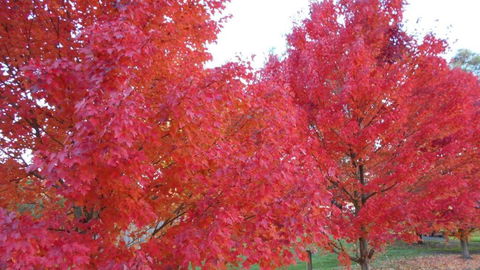 HEALESVILLE GETAWAY - Phillip Island Accommodation 0